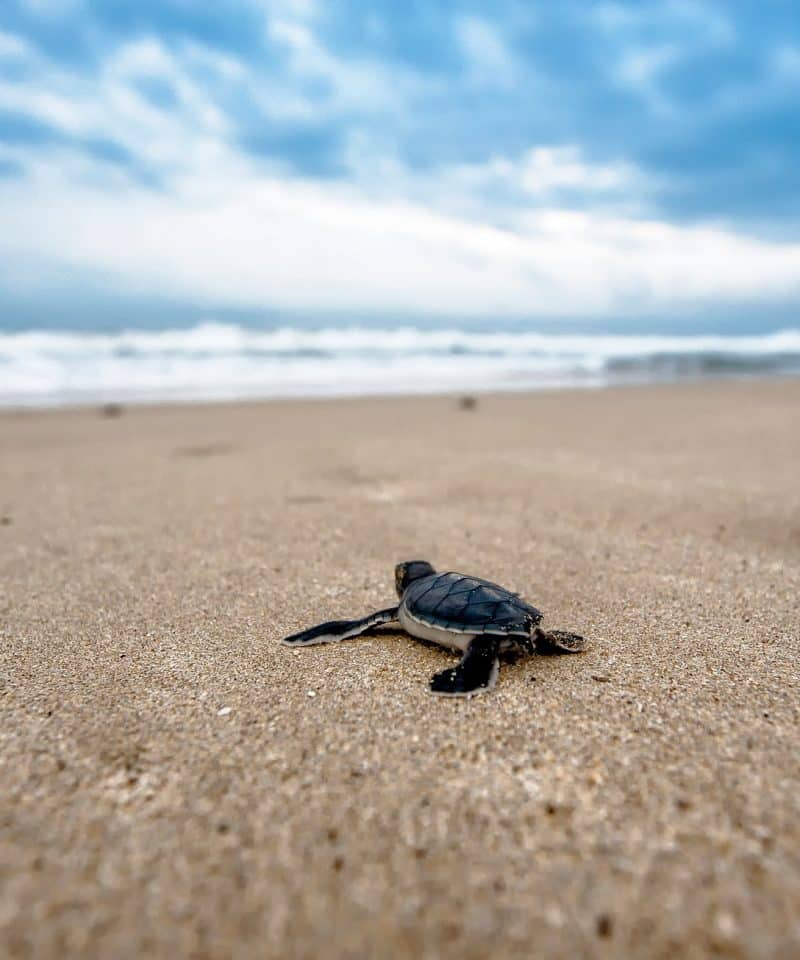 ASVO sea turtle conservation buena vista